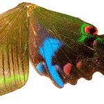 Detail of a wing- Paris Peacock butterfly